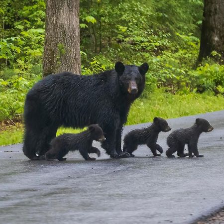 Heavenly Bear, Hot Tub, 1089 Of Free Attraction Tickets For Each Paid Day, Dollywood And More Sevierville Ngoại thất bức ảnh